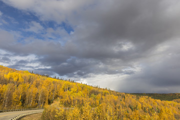 Obraz premium Alaskan Gold 