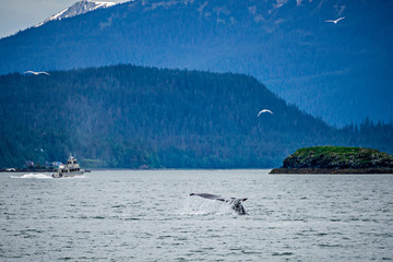 whale watching on favorite channel alaska