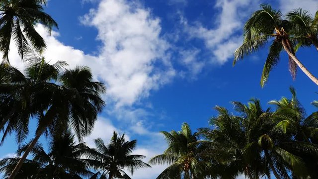A video showing movement of cumulus clouds above palm trees. Originally shot in 4K (Ultra HD) resolution and presented in real time.
