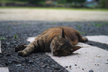 公園で昼寝する猫