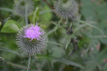blühende Distel