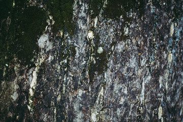 木 テクスチャー