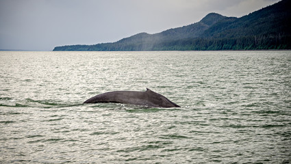 Fototapeta premium whale watching on favorite channel alaska