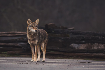 Coyote