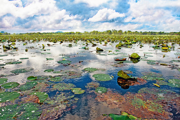  Aquatic plants and Lotus flowers   on the water surface In a lake