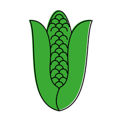 corn vegetable icon image