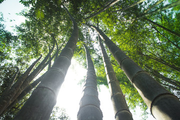 Fototapeta premium Bamboo to build a house
