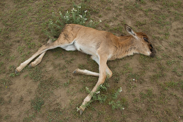 Death in Serengeti