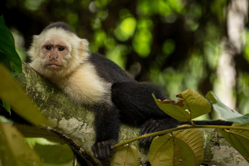 Monkey