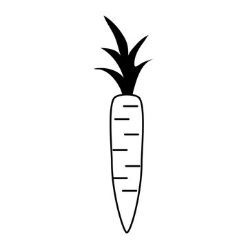 carrot vegetable icon image