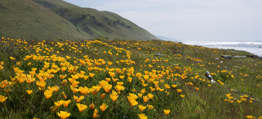 Fototapeta premium Wildflowers