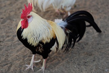 Beautiful colorful rooster in the village in summer 