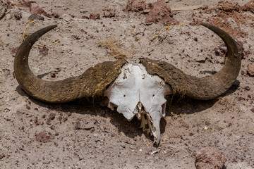 Fototapeta premium Amboseli National Park
