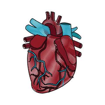 anatomy of the human heart medical
