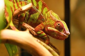 Beautiful red chameleon in an aquarium  © Angelic