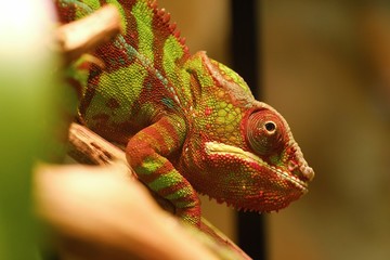 Beautiful red chameleon in an aquarium 