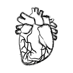 anatomy of the human heart medical