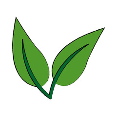 organic leave natural plant botanical