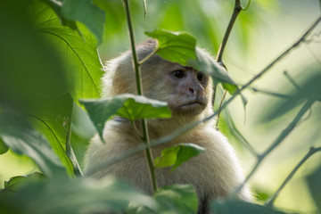 Monkey