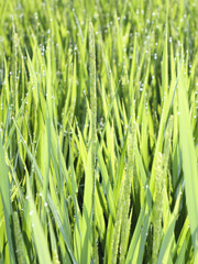 Naklejka premium 出穂