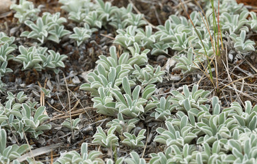 Close-up of many plants growing in dry environment