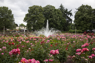 Obraz premium The City of Roses