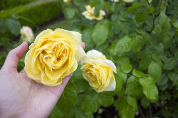 A hand holds a yellow rose