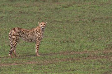 Cheetahs in Serengeti