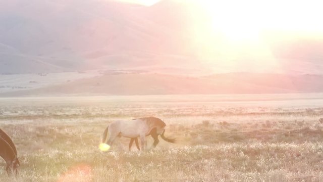 Two horses playing in the distance as the sun peaks over the mountain top
