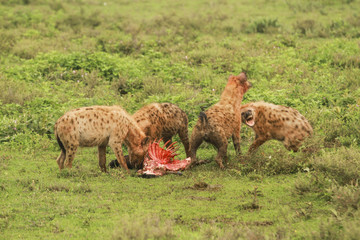 Hyenas in Serengeti