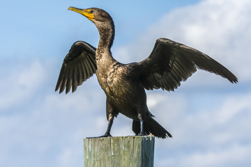 Cormorant