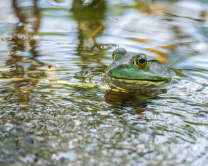 Frog