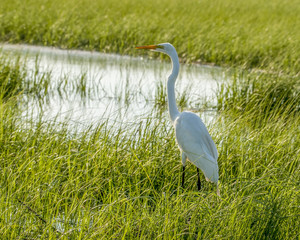 Great White Heron
