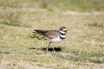 Kildeer