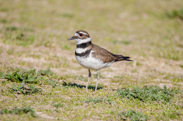 Kildeer