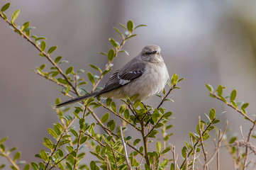 Mockingbird