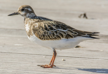 Ruddy Turnstone 4520