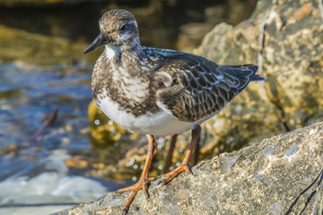Ruddy Turnstone