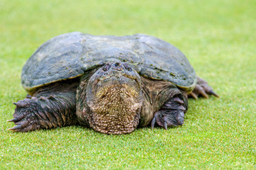 Snapping Turtle (Chelydra serpentina)