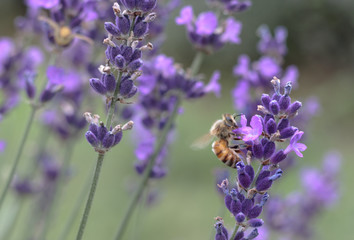 Bee in Lavender Field