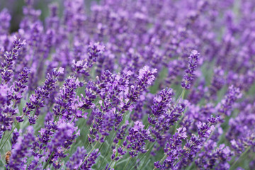 Lavender Field