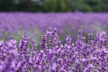 Lavender Field