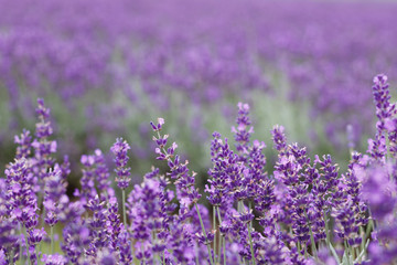 Lavender Field