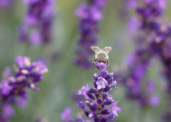 Bee in Lavender Field