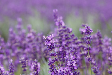 Lavender Field