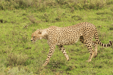 Cheetahs in Serengeti