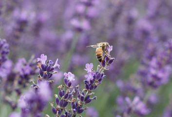 Bee in Lavender Field