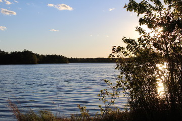 Sunlight through the brush