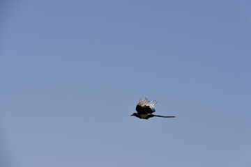 Exotischer Vogel im Flug