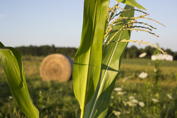 Corn with tassels growing in the home garden on an Indiana farm